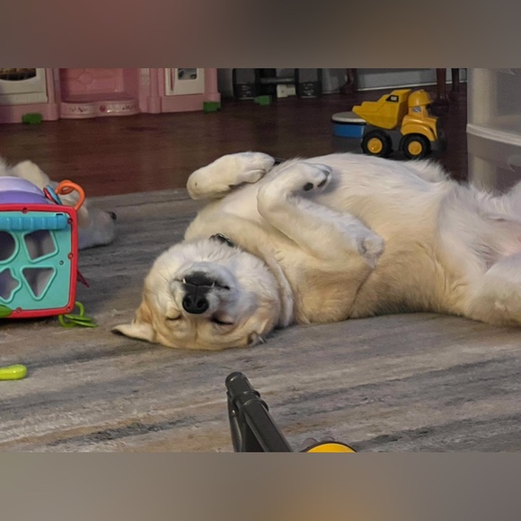 Meet your Posher, Celena - Picture 8 of 9